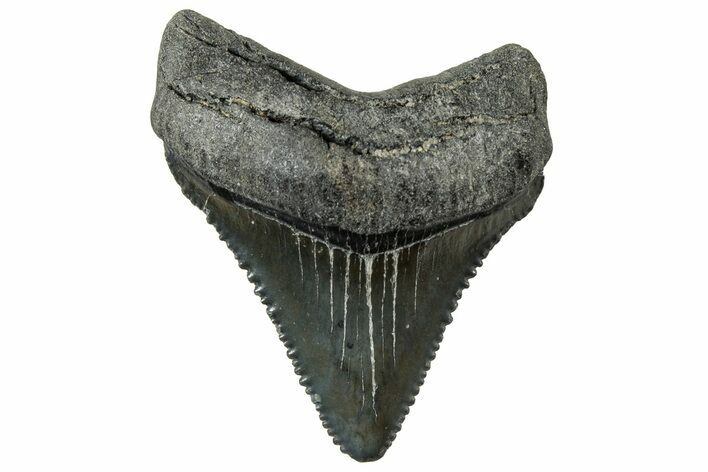 Serrated Chubutensis Tooth - Megalodon Ancestor #326325